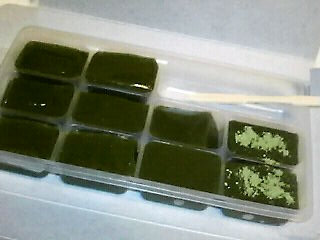 お抹茶